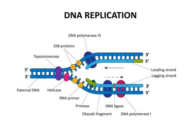 DNA kopyalama işlemi. Bilimsel diyagram.