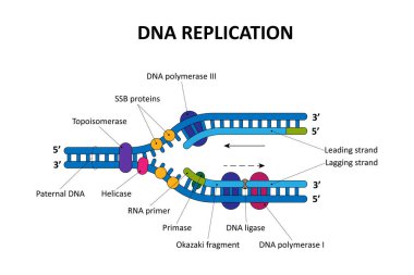 DNA replication process. Scientific diagram. clipart