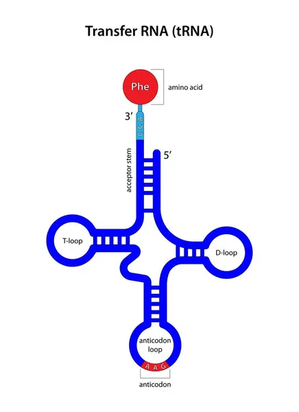 Amino asitli RNA (tRNA) aktar