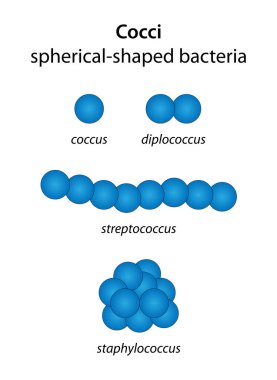 Cocci: Küresel şekilli bakteri