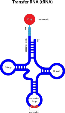 Amino asitli RNA (tRNA) aktar