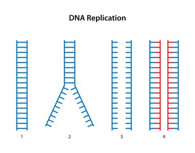 DNA kopyalama: 1. Ebeveyn DNA 'sı. İki. DNA iplikleri arasındaki hidrojen bağlarının kopması. Üç. İki ayrı DNA ipliği. - Dört. İki kızın DNA 'sı.