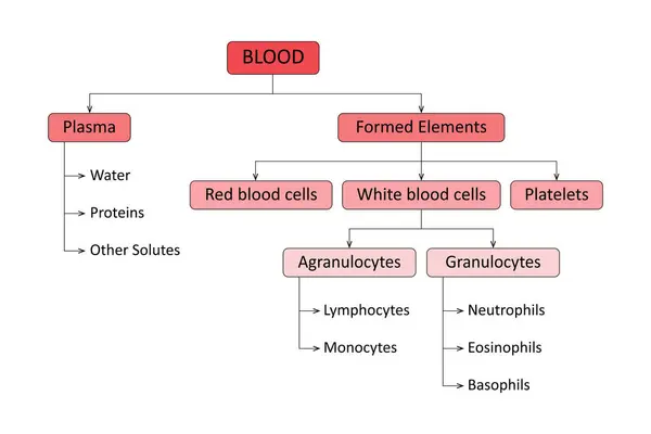 stock image Composition of Human Blood. Diagram.