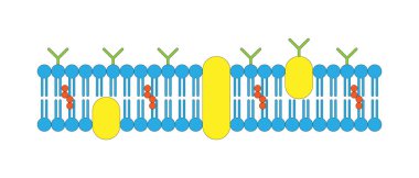 Cell membrane, Plasma Membrane, cytoplasmic membrane, plasmalemma clipart