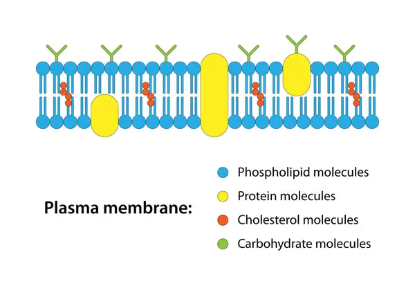 Plazma Membrane, hücre zarı, sitoplazmik zar, plakülom