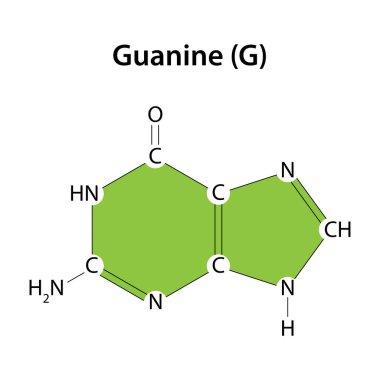 Guanine DNA molekülünün temellerinden biridir.
