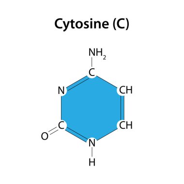 Sitozin DNA molekülünün temellerinden biridir.