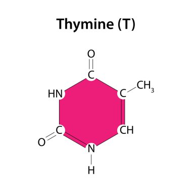 Thymine DNA molekülünün temellerinden biridir.
