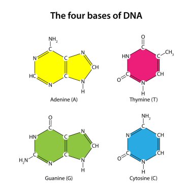DNA 'nın dört bazlı (adenin, timin, guanin, sitozin))