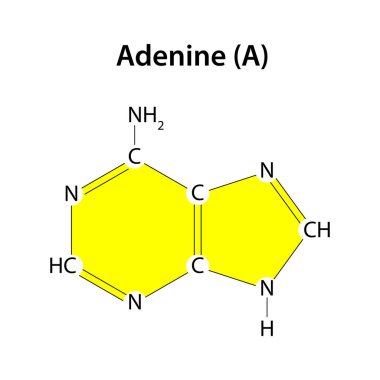 Adenin DNA molekülünün temellerinden biridir.