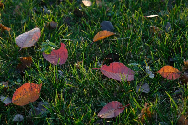 Red Orange Autumn Leaf Grass — Stock Photo, Image