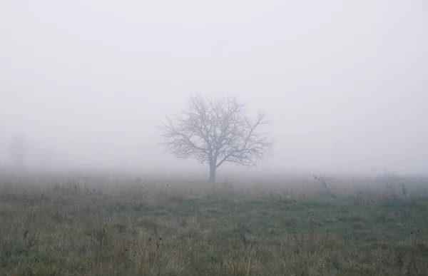Beautiful Foggy Autumn Landscape Lonely Tree Fog — Stock Photo, Image