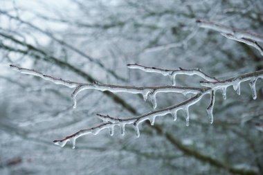 Ağaçtaki buzlar, ağaç dalındaki dondurucu yağmurlar.