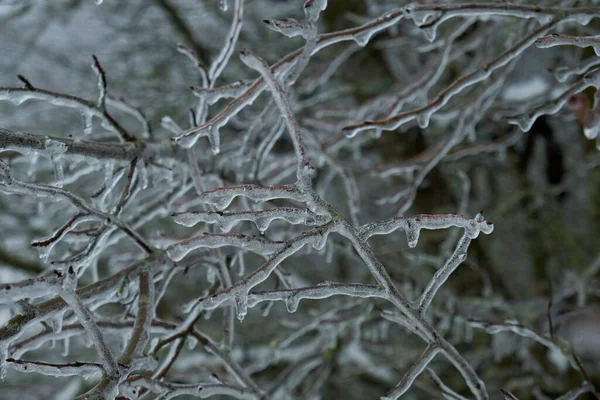 Glaze ice on a tree, freezing rain on a tree branch
