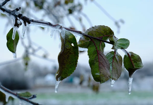 Glaze ice on a tree, freezing rain on a tree branch with leaves