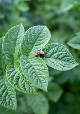 Colorado böceği yeşil patates yaprağında. Bahçeye musallat olmuş.