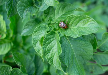 Colorado böceği yeşil patates yaprağında. Bahçeye musallat olmuş.
