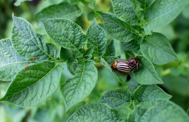 Colorado böceği yeşil patates yaprağında. Bahçeye musallat olmuş.