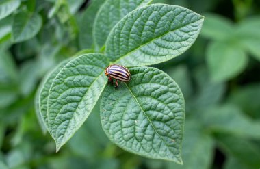 Colorado böceği yeşil patates yaprağında. Bahçeye musallat olmuş.