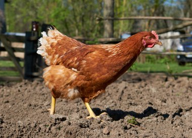 a closeup of a red chicken on the farm