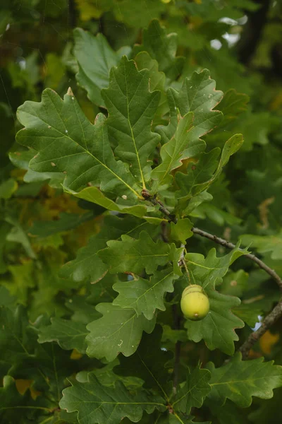 green oak leaves with acorns, close-up