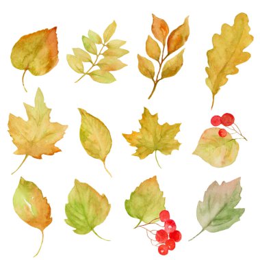 Suluboya çiçek seti. Beyaz arkaplanda el çizimi çizimi izole edilmiş. Vektör EPS.