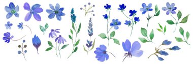 Suluboya mavi çiçek seti. Beyaz arkaplanda el çizimi çizimi izole edilmiş. Vektör EPS.