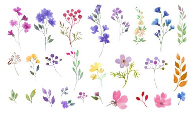 Suluboya çiçek seti. El yapımı çizimler beyaz arka planda izole edilmiş. Vektör EPS.