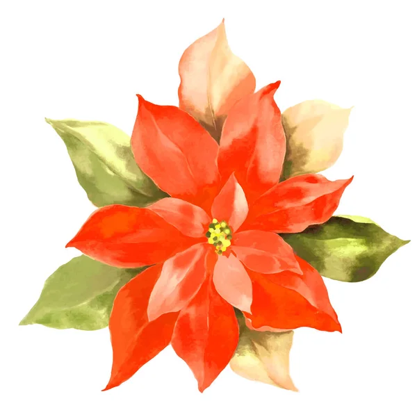Watercolor Hand Painted Illustration Poinsettia Isolated White Background Vector Eps — Stock Vector