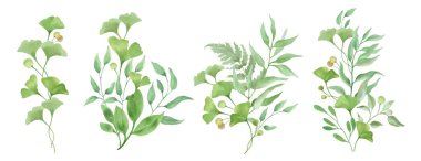 Ginkgo biloba ile suluboya çiçek seti. Beyaz arka planda el çizimi illüstrasyon. Vektör EPS.