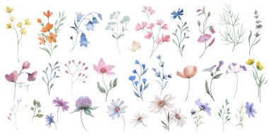 Suluboya vektörü ayarlandı. Beyaz arkaplanda el çizimi çiçek çizimi.