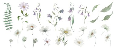 Papatya çiçekli suluboya seti, çan çiçekleri, eğrelti otu, yapraklar. El çizimi illüstrasyon şeffaf arkaplanda izole edildi, Vektör EPS.