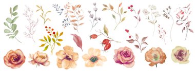 Sonbahar çiçekleri, yapraklar, böğürtlenler. Beyaz arka planda el çizimi illüstrasyon. Vektör EPS