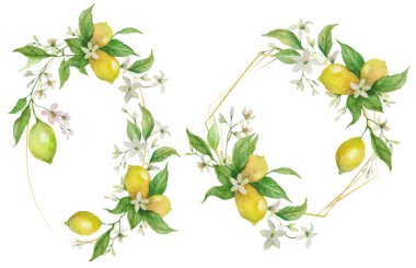 Yapraklar, çiçekler ve limon meyveleriyle süslenmiş suluboya çerçeveler. El boyaması illüstrasyon.