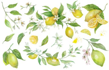 Yapraklar, çiçekler ve limon meyveli suluboya seti. El çizimi çizimi. Vektör EPS.