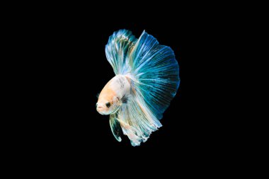 Parlak mavi yarım ay betta balığı güzel yüzer, siyah arka planda izole olur.