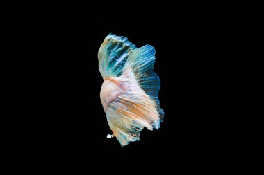 Parlak mavi yarım ay betta balığı güzel yüzer, siyah arka planda izole olur.