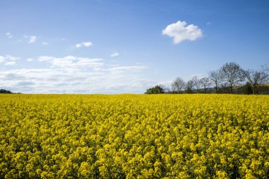 Mavi bulutlu gökyüzü arka planında kolza alanı