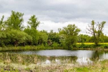 Gri gökyüzü ve bataklık göleti