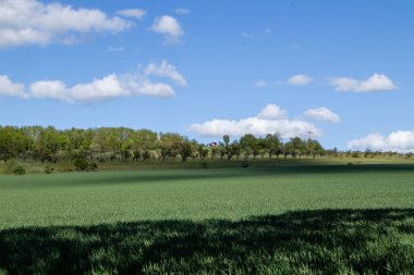 Ağaç gölgeleri ve mavi bulutlu gökyüzü olan yeşil bir tarla.