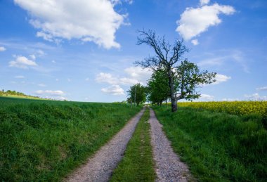 Tarlanın ortasındaki köy yolu