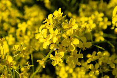 Tecavüz çiçeği yaklaş.