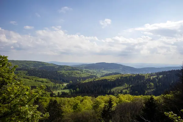  Orman panoramik manzarası ve uzaklık manzarası