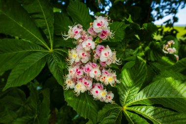 Kestane çiçekleri ve ağaç yaprakları yakın plan
