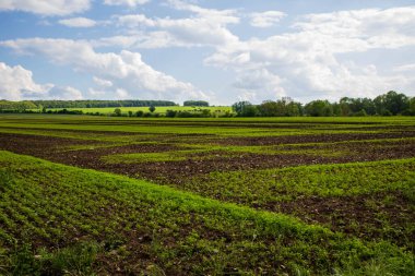 Taze ekin tarlaları