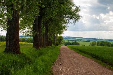 Kırsal yol ve ekin tarlalarının yanındaki yaprak döken ağaçlar.