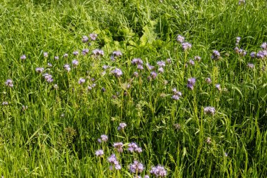 Yeşil tarlalarda mor çayır çiçekleri