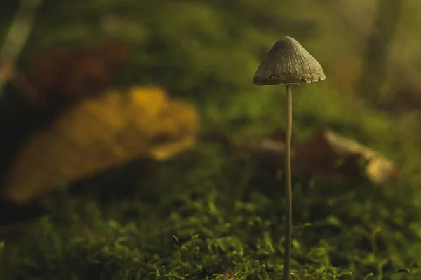 Nahaufnahme Von Pilzen Die Auf Moos Wachsen Kleiner Pilz Herbstwald — Stockfoto