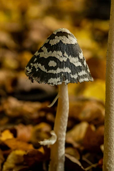Cogumelo Pequeno Bonito Floresta Outono Foto Alta Qualidade — Fotografia de Stock