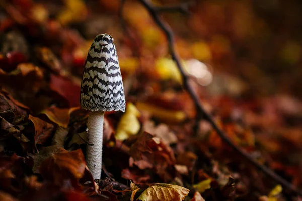 Pequeno Cogumelo Contexto Folhas Caídas Floresta Outono Foto Alta Qualidade — Fotografia de Stock